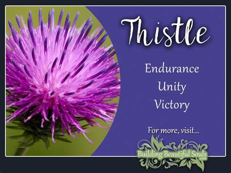 Scottish Thistle. . Gift of a thistle meaning
